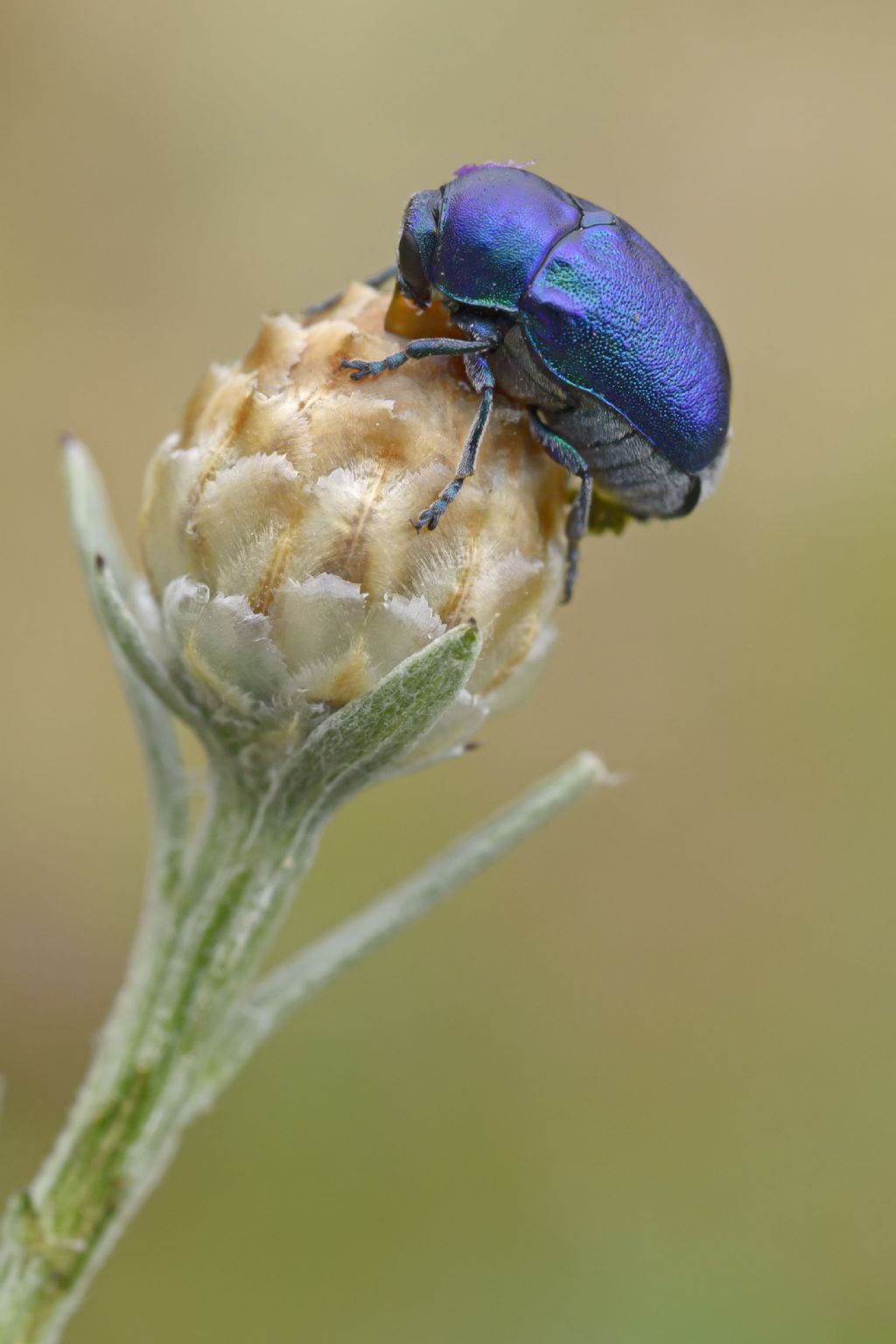 Chrysomelidae: Cryptocephalus cfr. zambanellus